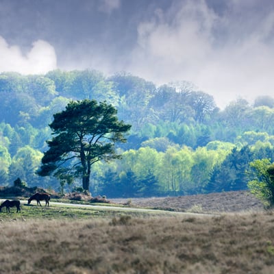 New Forest ponies