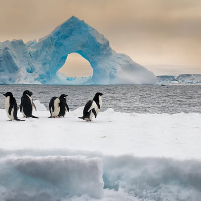 see adelie penguins on a polar cruise in Antarctica