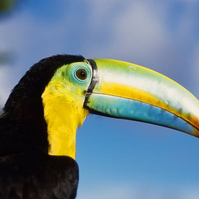 Toucan in Panama