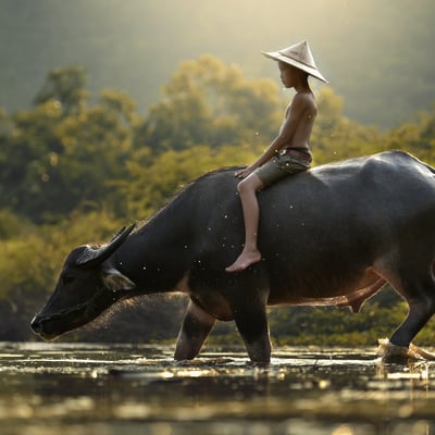India & Far East expedition cruises - Buffalo in Cambodia