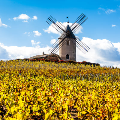 Windmill and vineyard in Beaujolais, France