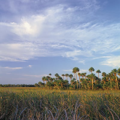 Florida Everglades