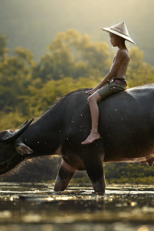 India & Far East expedition cruises - Buffalo in Cambodia