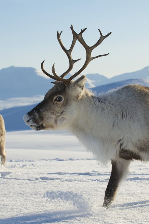 Reindeer in the Arctic