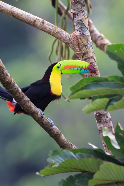 see rainbow toucans on a costa rica expedition cruise