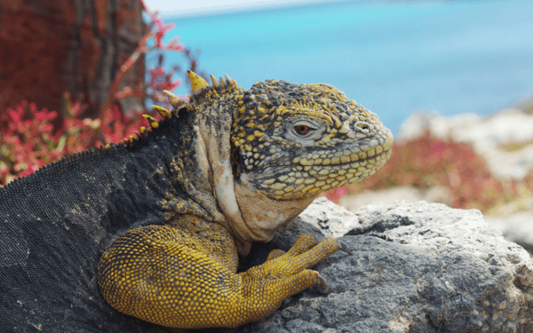 Hybrid iguana on South Plaza credit John Bendon