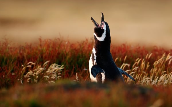 a magellanic penguin, one of the penguin species seen in the falkland islands