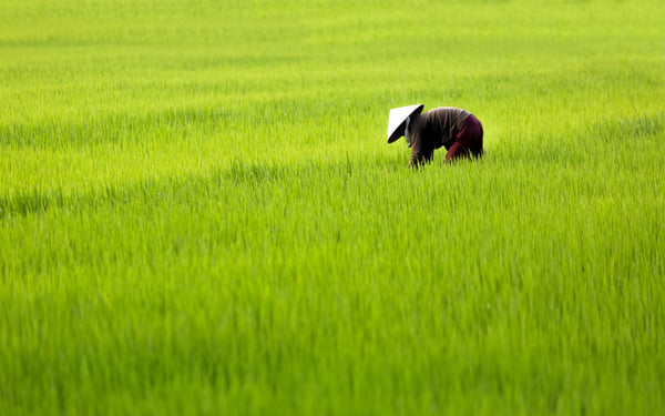 Rice paddy on the Mekong River