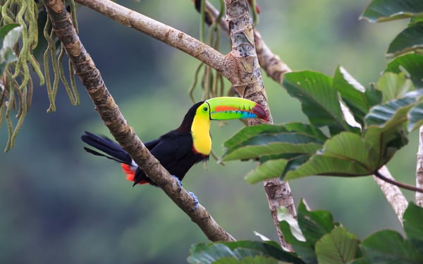 Rainbow toucan in Costa Rica