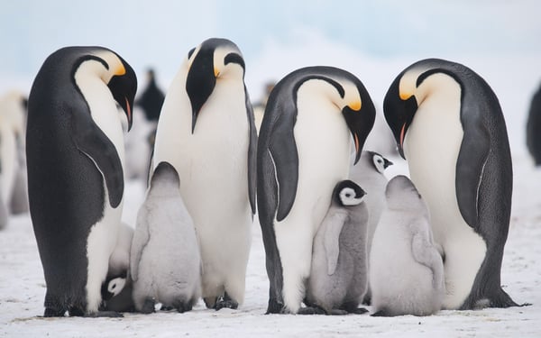 Emperor Penguins on Snow Hill Island Antarctica
