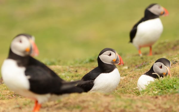 Puffins on Lunga, Treshnish Isles, Scotland
