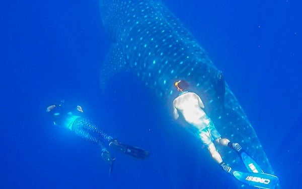 Alex Hearn tagging a whale shark in the Galapagos