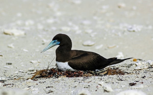 Brown booby in the Lacepede Islands, Australia