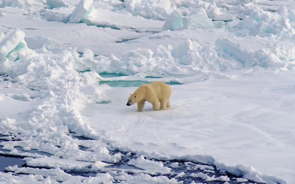 Silversea Expeditions review - Polar bear in the Arctic