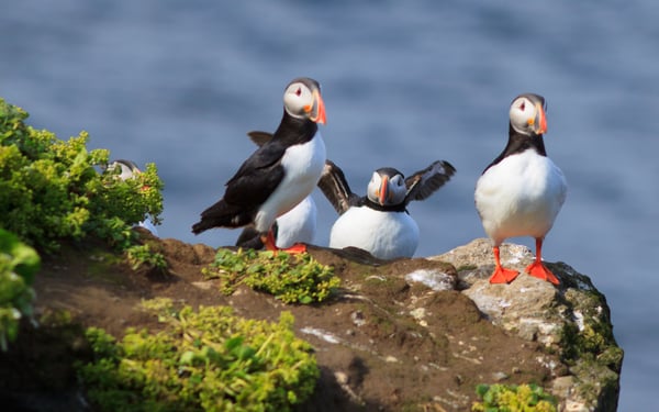 Puffins on Grimsey island, Iceland
