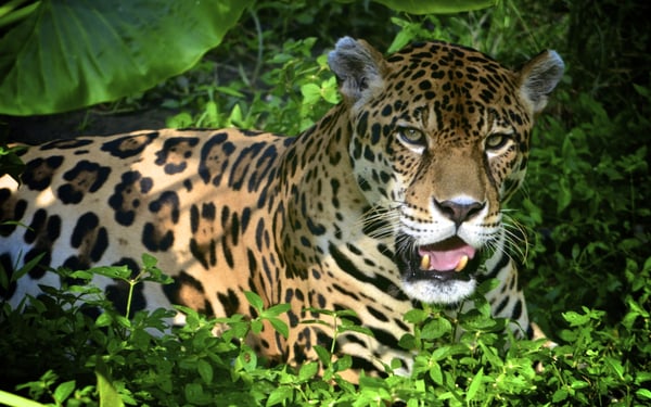 Jaguar in the jungle near Iquitos, Peru