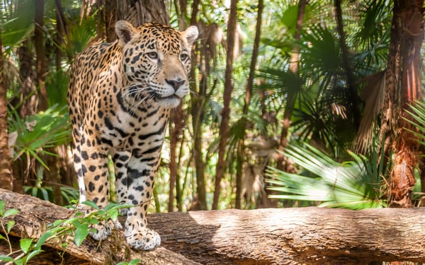 Jaguar in Belize