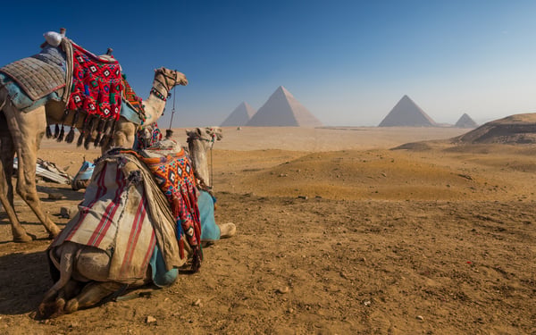 Camels and Pyramids, Cairo, Egypt
