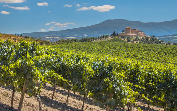 Vineyard near Bordeaux - Read our AmaDolce river cruise review to find out more