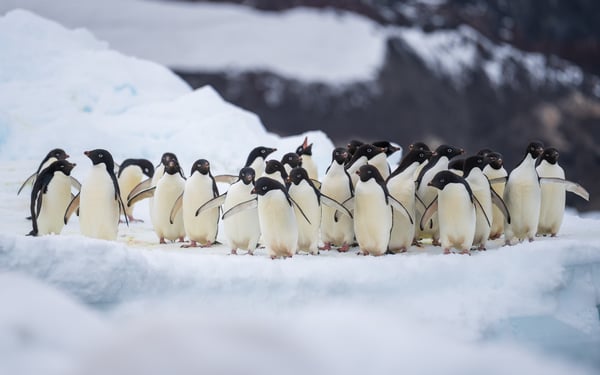  penguins in Antarctica