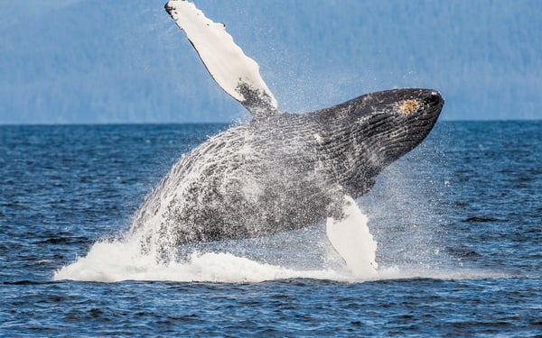 Humpback whale in the Chatham Strait, Alaska