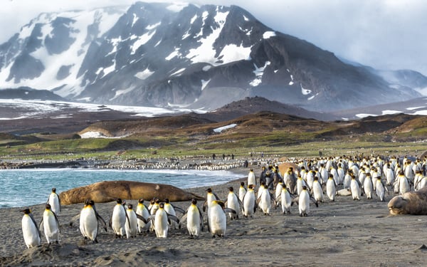 Penguins on South Georgia