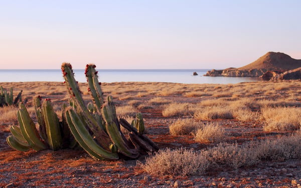 Sea of Cortez cruises - Cactus on Isla San Marcos