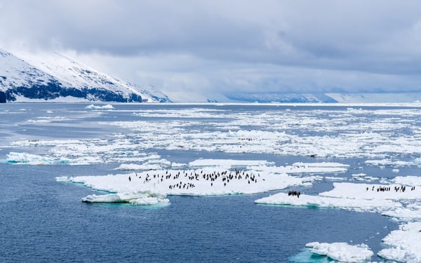 Adelie penguin colony in Cape Adare, East Antarctica