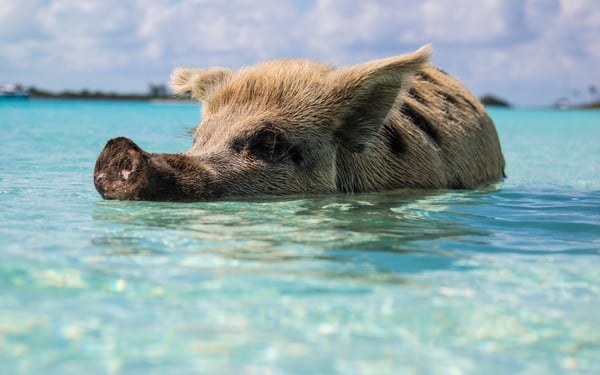 Swimming pigs at Big Major Cay, Bahamas