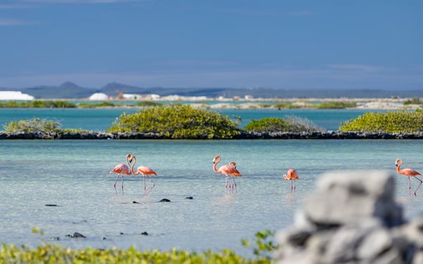 Flamingos on Bonaire