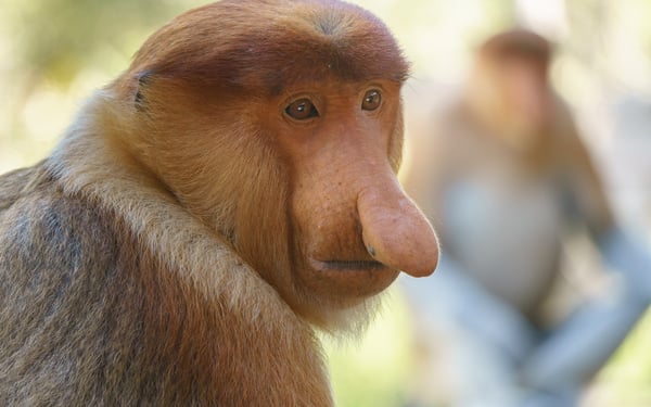 Proboscis monkeys near Sandakan, Malaysia