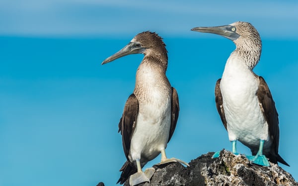 Blue footed boobies in Elizabeth Bay on Isabela, Galapagos