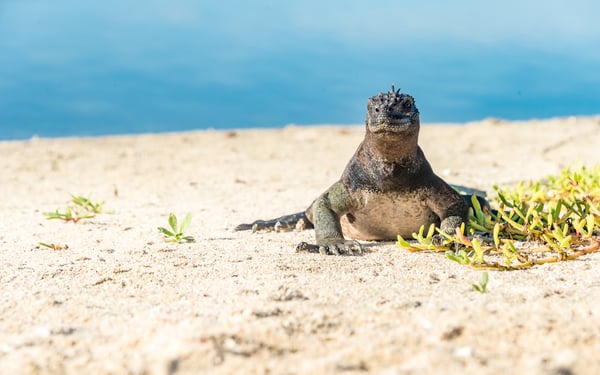 Marine iguana on Las Bachas beach, Santa Cruz, Galapagos