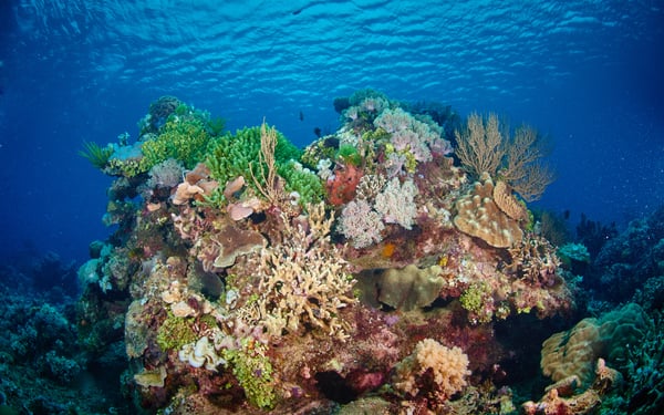 Reef off Birie Island, Indonesia