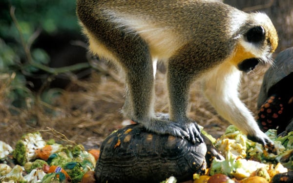 Green Monkey in Barbados