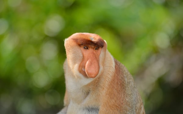 Proboscis monkey in Sabah, Malaysia