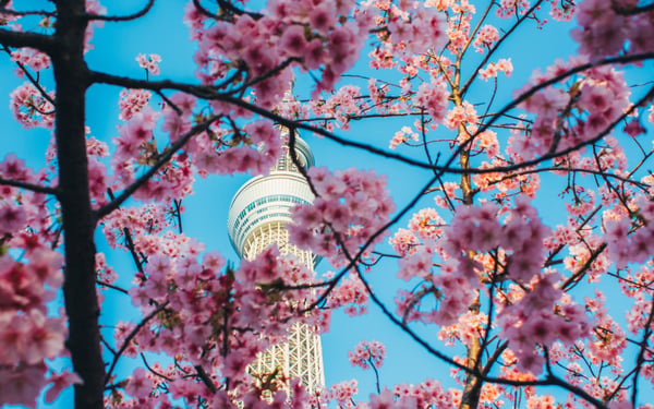Cherry blossom in Tokyo, one of the highlights of a Japan cruise