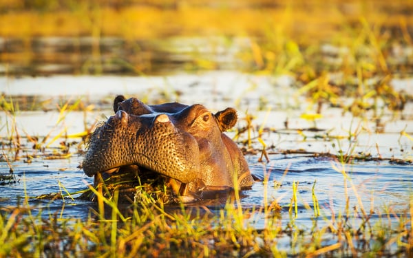 Chobe river cruises - Hippo