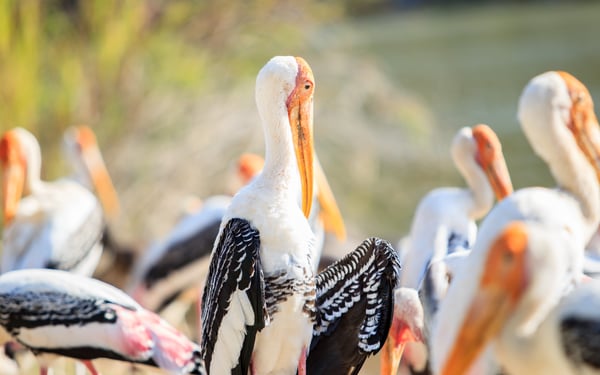 Painted storks in Bundala National Park, Sri Lanka