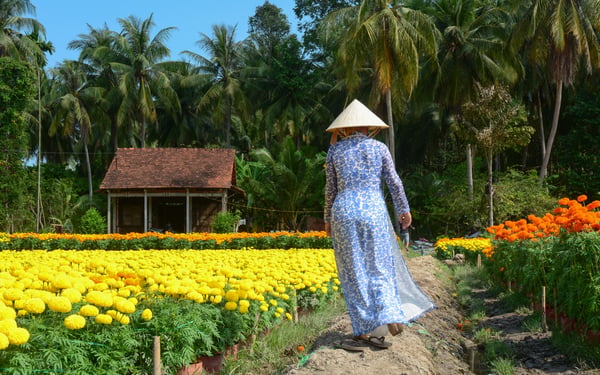 Flower plantation in Sa Dec, Vietnam