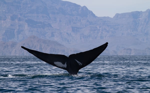 Blue whale in the Sea of Cortez