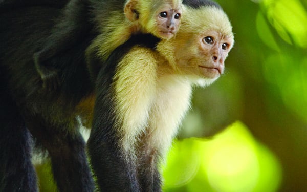 White throated capuchin monkeys in Costa Rica