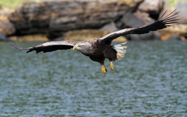White tailed sea eagle on the Isle of Skye, Scotland