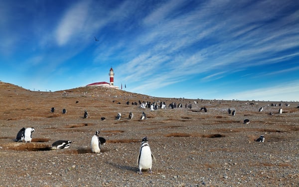 Magellanic penguins on Magdalena Island, Chile