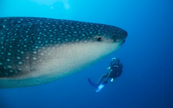 Swimming with whale sharks, one of the top bucket list experiences available on an expedition cruise