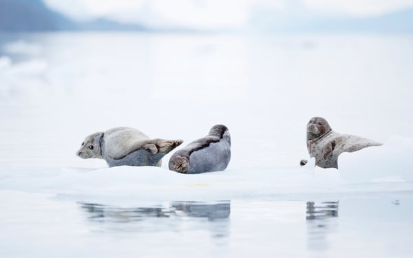 Seals in the Arctic - Read our guide and find out the best time to visit
