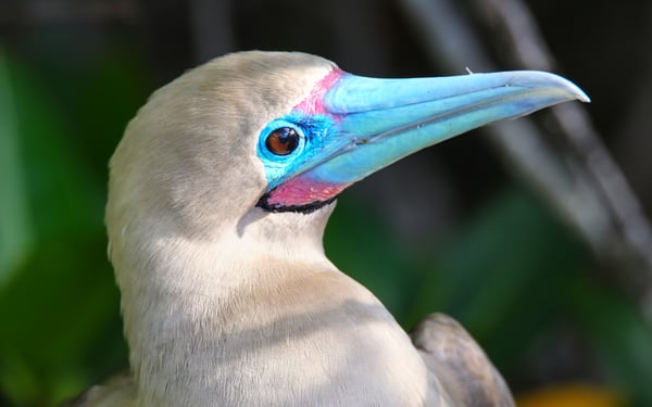 Red-footed booby in the Galapagos