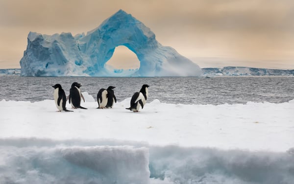 see adelie penguins on a polar cruise in Antarctica