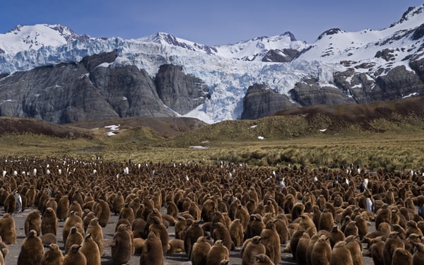King Penguin colony at Gold Harbour, South Georgia