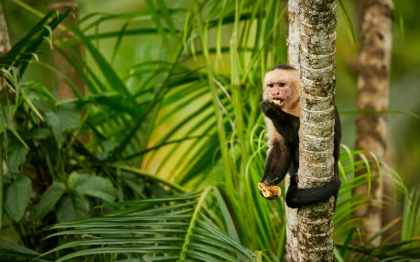 White-headed capuchin monkey in Costa Rica